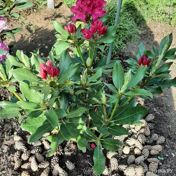 превью изображения отзыва