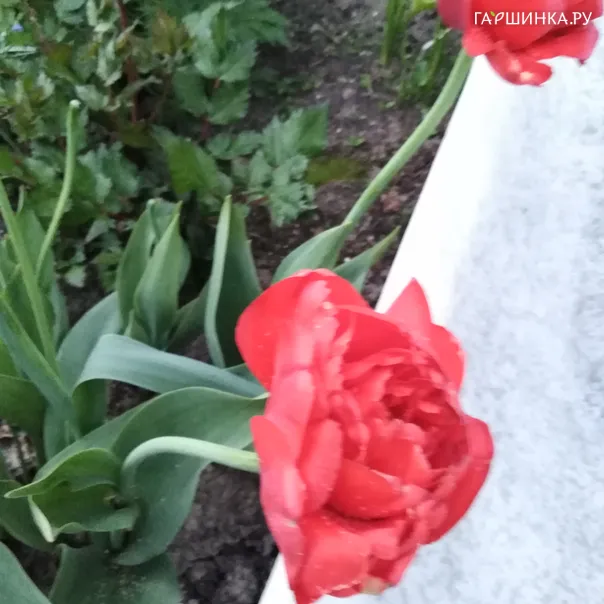 превью изображения отзыва
