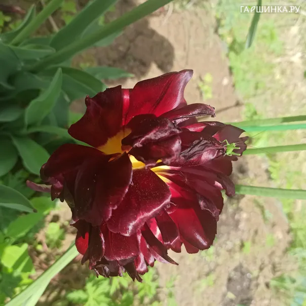 превью изображения отзыва