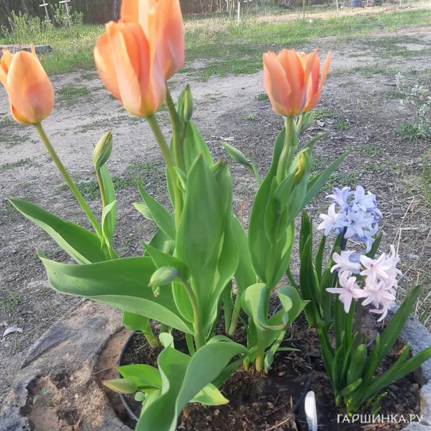 превью изображения отзыва