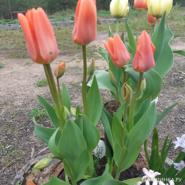 превью изображения отзыва