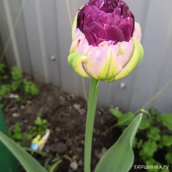 превью изображения отзыва