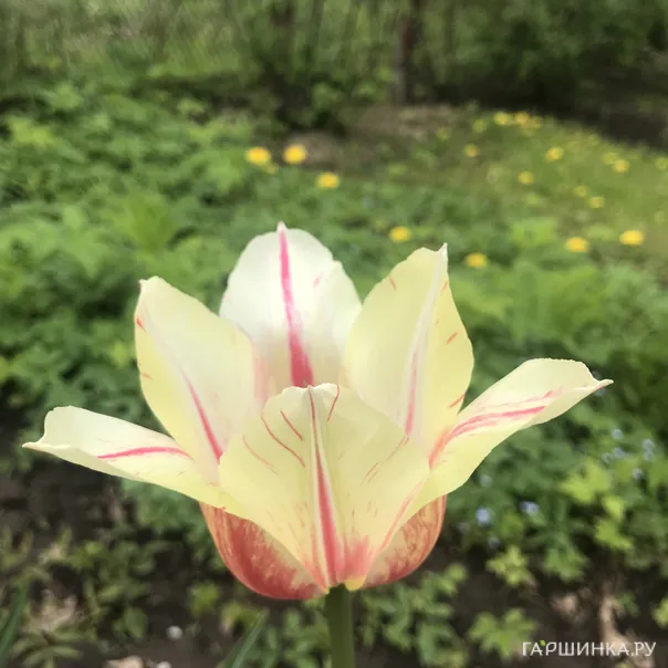 превью изображения отзыва