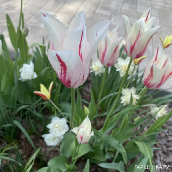 превью изображения отзыва