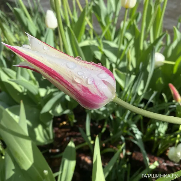 превью изображения отзыва