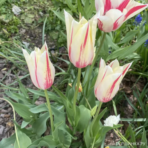 превью изображения отзыва