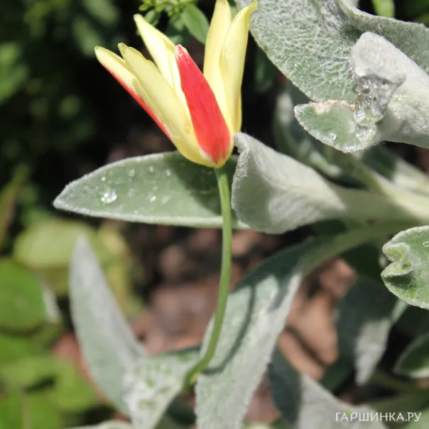 превью изображения отзыва