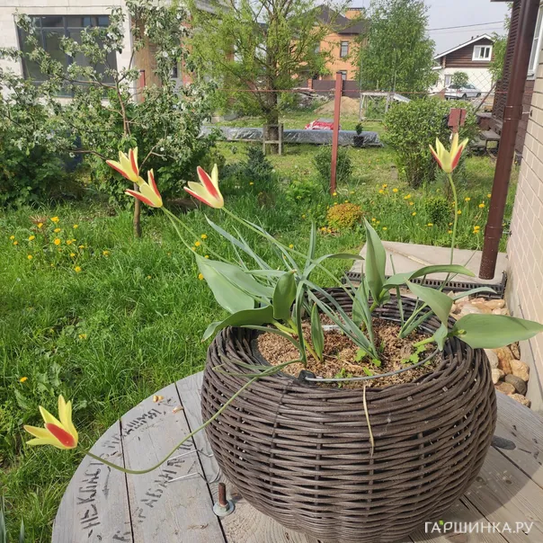 превью изображения отзыва