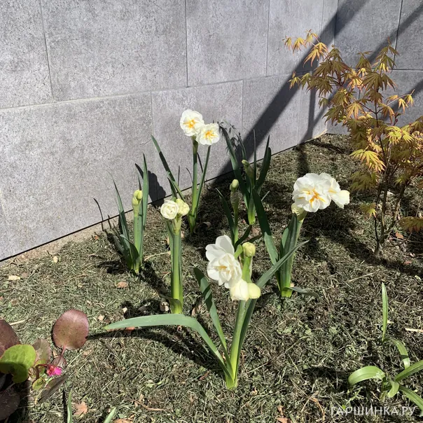 превью изображения отзыва