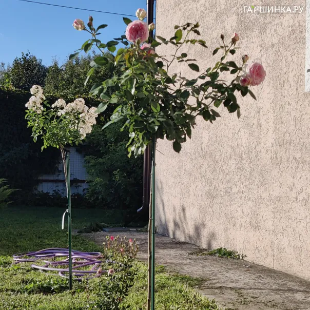 превью изображения отзыва