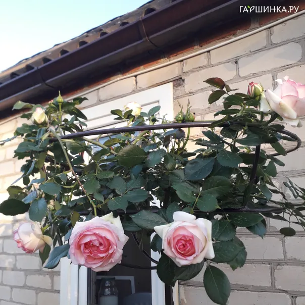 превью изображения отзыва