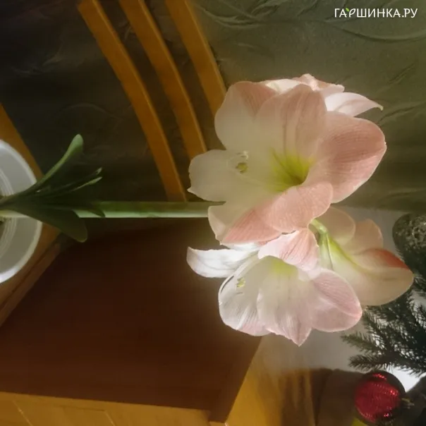превью изображения отзыва