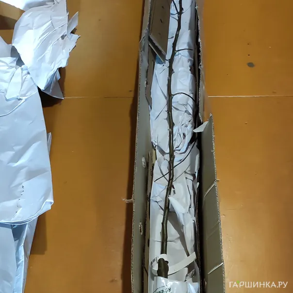 превью изображения отзыва