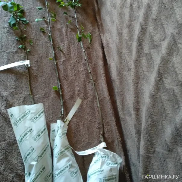 превью изображения отзыва