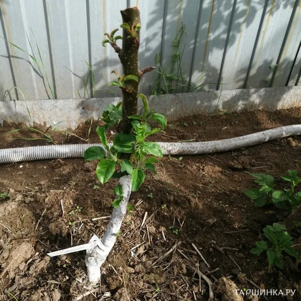 превью изображения отзыва