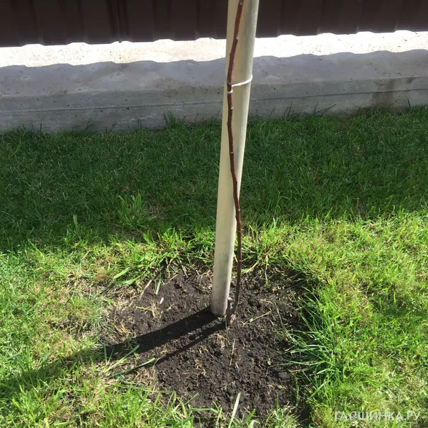 превью изображения отзыва