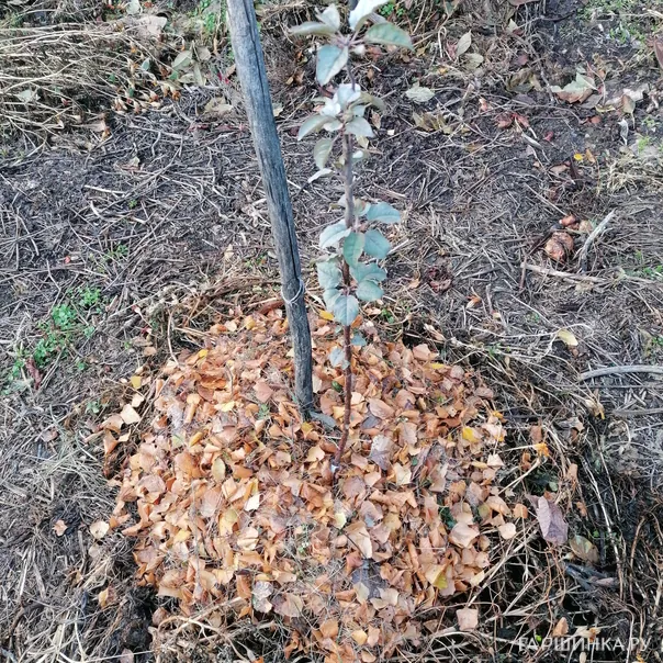 превью изображения отзыва