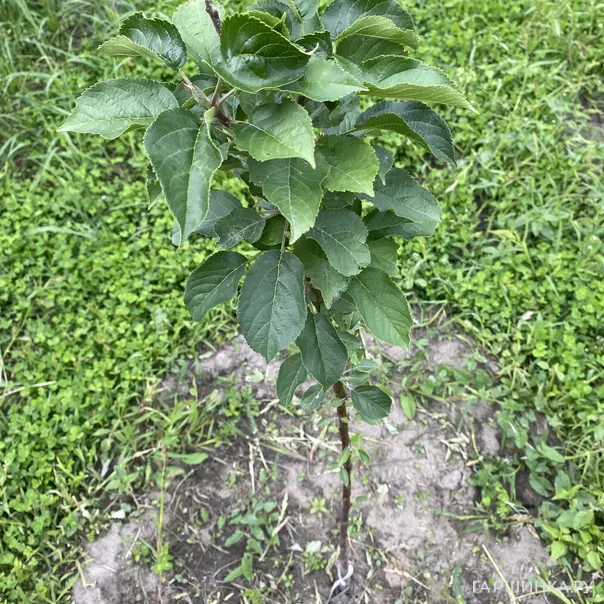 превью изображения отзыва