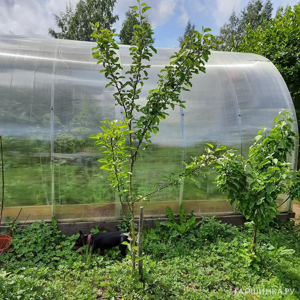 превью изображения отзыва