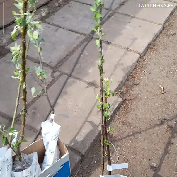 превью изображения отзыва