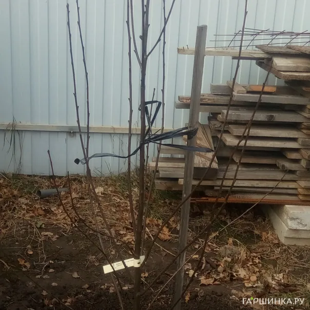 превью изображения отзыва