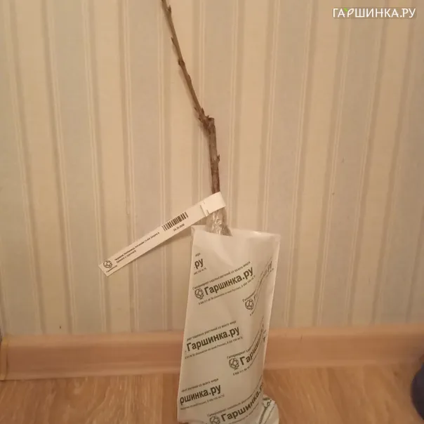 превью изображения отзыва