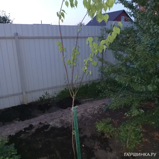 превью изображения отзыва