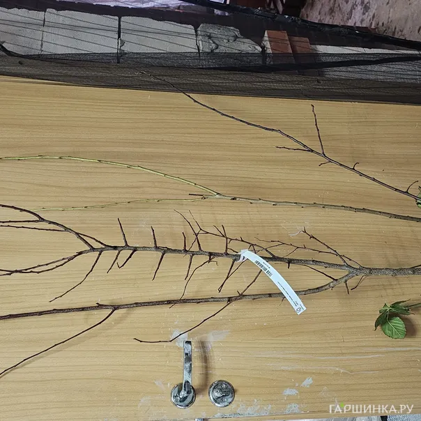 превью изображения отзыва