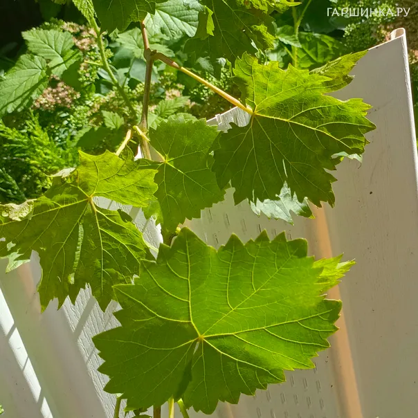 превью изображения отзыва