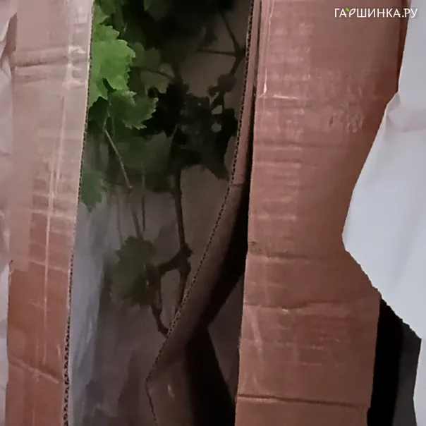 превью изображения отзыва