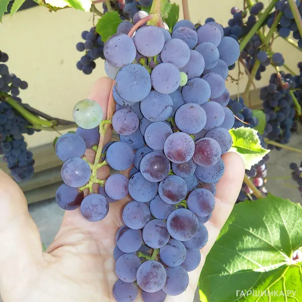 превью изображения отзыва