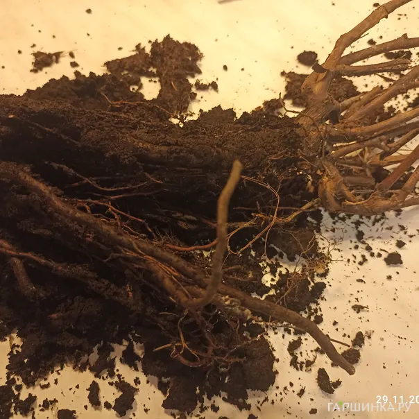 превью изображения отзыва