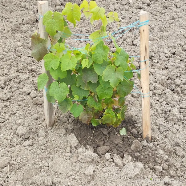 превью изображения отзыва