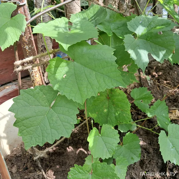 превью изображения отзыва