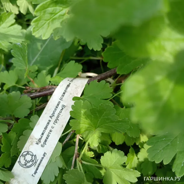 превью изображения отзыва