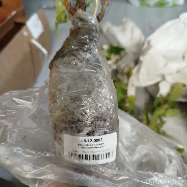 превью изображения отзыва