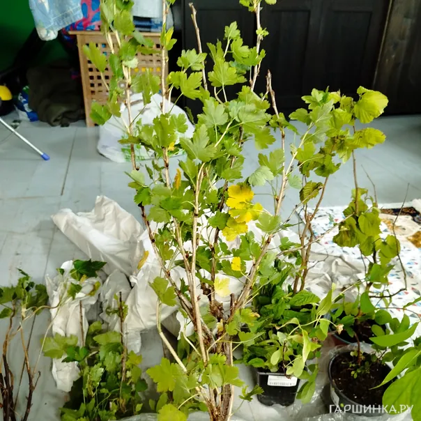 превью изображения отзыва