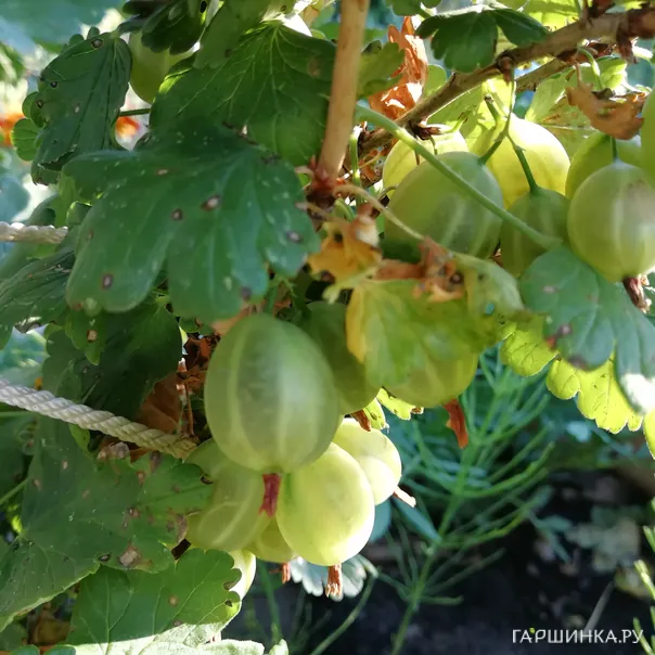 превью изображения отзыва