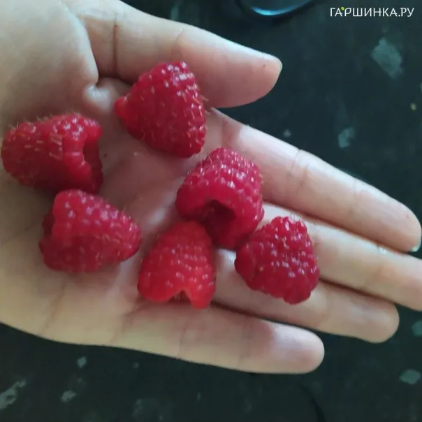 превью изображения отзыва