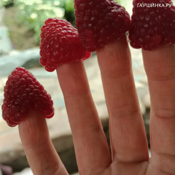 превью изображения отзыва