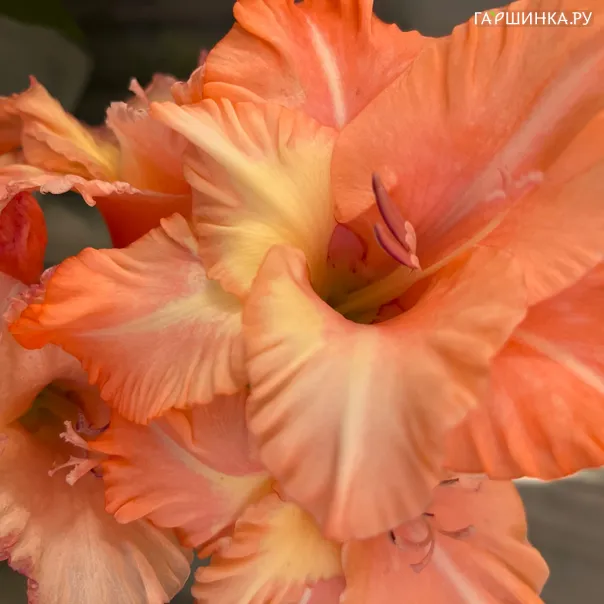 превью изображения отзыва