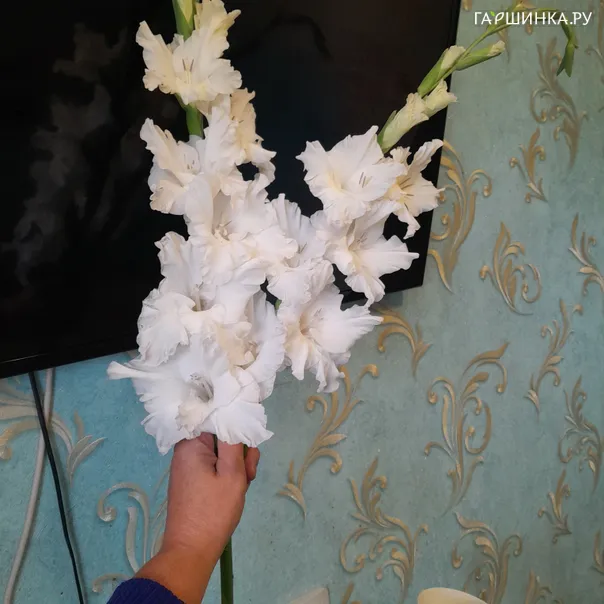 превью изображения отзыва