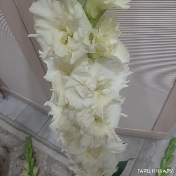 превью изображения отзыва