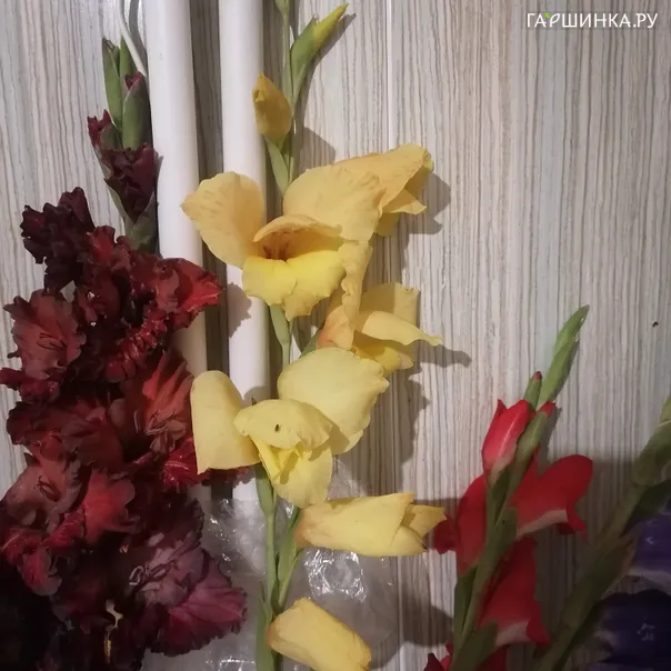 превью изображения отзыва