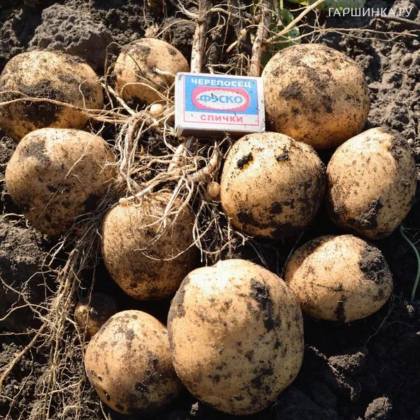 превью изображения отзыва