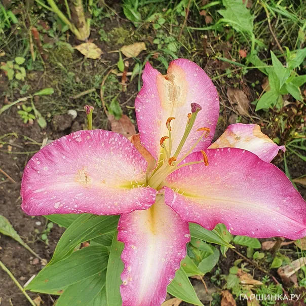 превью изображения отзыва