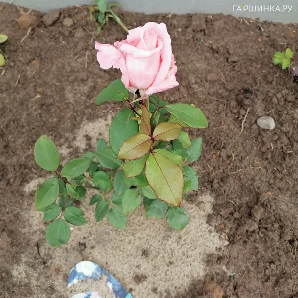 превью изображения отзыва