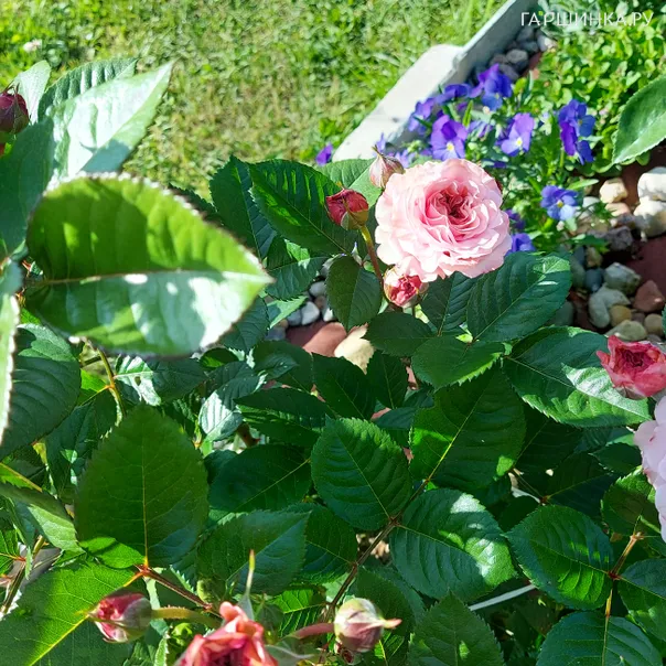 превью изображения отзыва