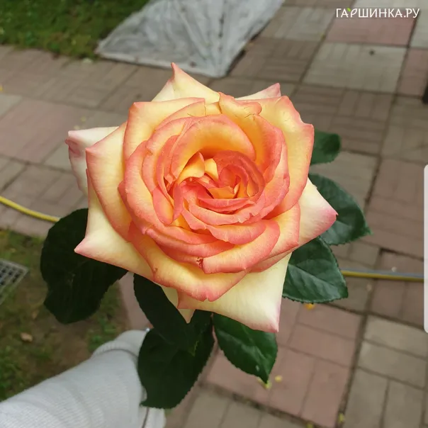 превью изображения отзыва