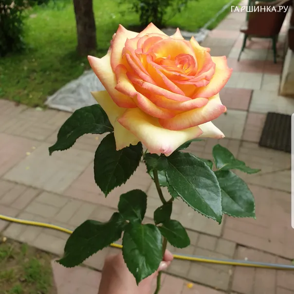 превью изображения отзыва